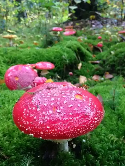 Free download Mushrooms Forest France -  free photo or picture to be edited with GIMP online image editor