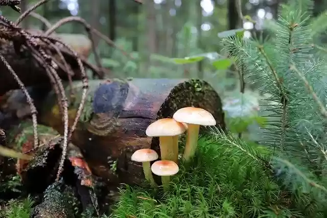 Free download Mushrooms Forest Nature -  free free photo or picture to be edited with GIMP online image editor
