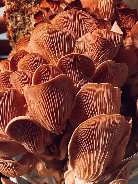 Free download mushrooms fungi mycology free picture to be edited with GIMP free online image editor