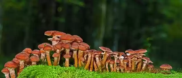 Free download mushrooms honey fungus moss free picture to be edited with GIMP free online image editor