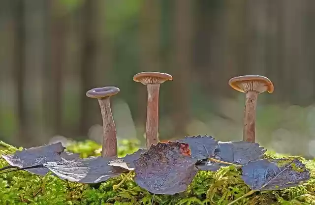 Free download mushrooms leaves moss forest floor free picture to be edited with GIMP free online image editor