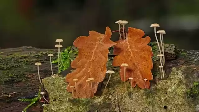 Free download mushrooms leaves wood moss free picture to be edited with GIMP free online image editor