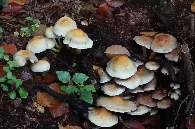 Free download Mushrooms Mushroom Brown -  free photo or picture to be edited with GIMP online image editor