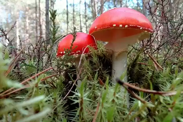 Free download Mushrooms Mushroom Forest free photo template to be edited with GIMP online image editor