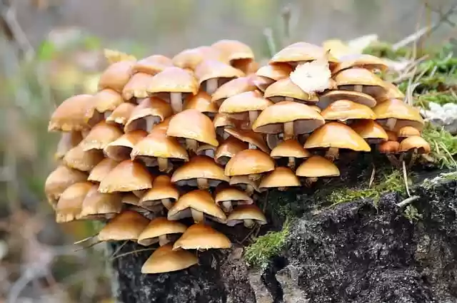 Free download mushrooms mycology autumn forest free picture to be edited with GIMP free online image editor