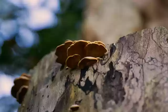 Free download mushrooms mycology fungi nature free picture to be edited with GIMP free online image editor