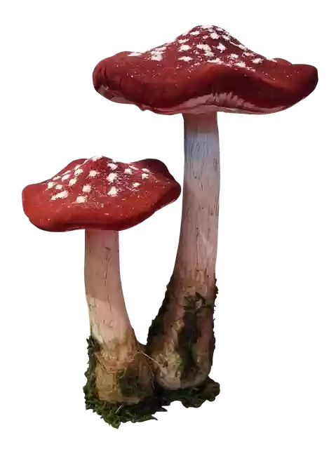 دانلود رایگان Mushrooms Polka Dots Red - تصویر رایگان برای ویرایش با ویرایشگر تصویر آنلاین GIMP