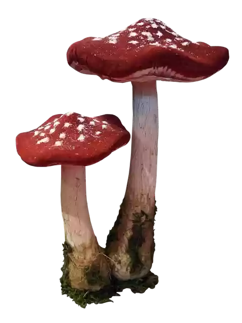 Free download Mushrooms Polka Dots Red -  free illustration to be edited with GIMP online image editor
