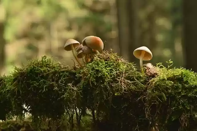 Free download mushrooms root moss forest floor free picture to be edited with GIMP free online image editor