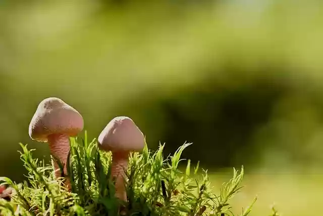 Téléchargement gratuit de l'image gratuite de champignons petits champignons mousse à modifier avec l'éditeur d'images en ligne gratuit GIMP