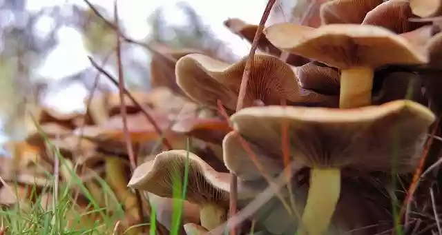 Free download Mushrooms Soil Moss -  free photo or picture to be edited with GIMP online image editor