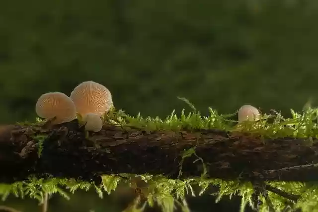 Free download mushrooms split leaf tree fungi free picture to be edited with GIMP free online image editor