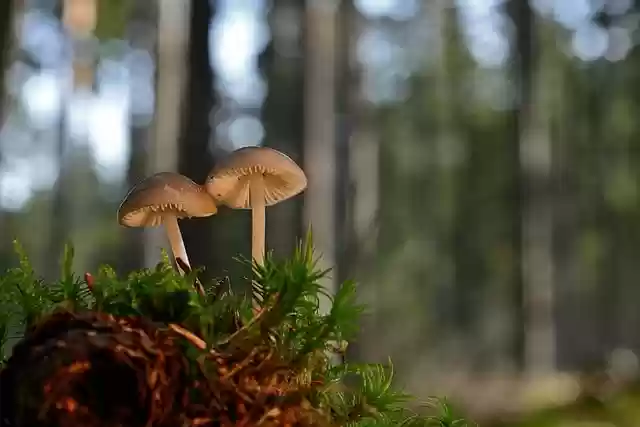Free download mushrooms spruce cones carrot forest free picture to be edited with GIMP free online image editor