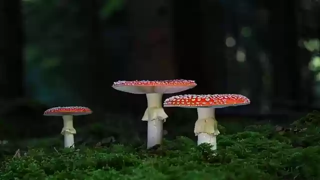 Free download mushrooms toadstool mushroom free picture to be edited with GIMP free online image editor