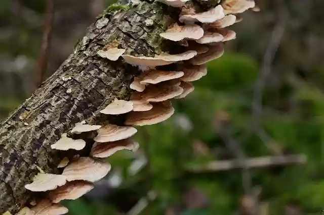 Free download Mushrooms Tree Fungus Tribe -  free photo or picture to be edited with GIMP online image editor
