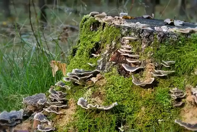 Free download mushrooms tree trunk moss free picture to be edited with GIMP free online image editor