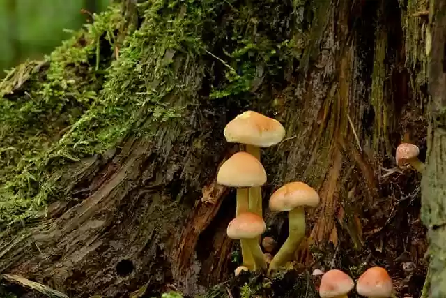 Free download mushrooms velvet foot rubble root free picture to be edited with GIMP free online image editor