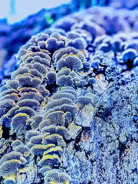 Free download Mushrooms Violet Blue Tree -  free free photo or picture to be edited with GIMP online image editor