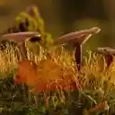 MUSHROOM Theme  screen for extension Chrome web store in OffiDocs Chromium