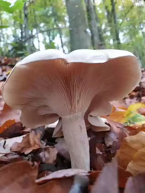 Free download Mushroom Woods -  free free photo or picture to be edited with GIMP online image editor