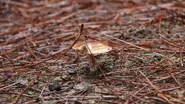 Free download Mushroom Woods Forest -  free free photo or picture to be edited with GIMP online image editor