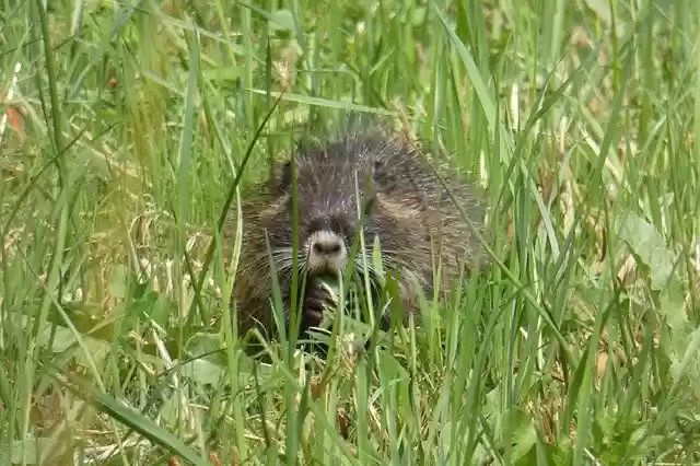 Free download Muskrat Young Rat -  free photo or picture to be edited with GIMP online image editor