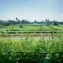 Mustard flower garden  screen for extension Chrome web store in OffiDocs Chromium