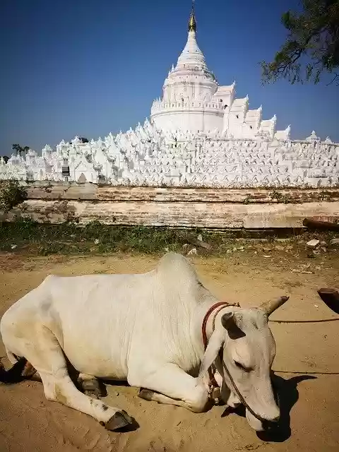 Free download Myanmar Zebu Animal -  free free photo or picture to be edited with GIMP online image editor