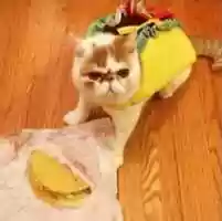 Free download My burito cat free photo or picture to be edited with GIMP online image editor