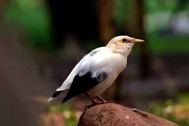 Free download myna bird animal black winged myna free picture to be edited with GIMP free online image editor