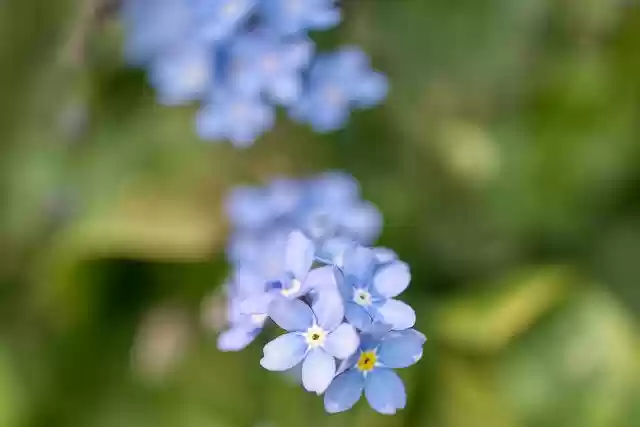 Free download myosotis forget me not free picture to be edited with GIMP free online image editor