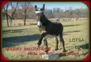 Free download Nancys ASS free photo or picture to be edited with GIMP online image editor