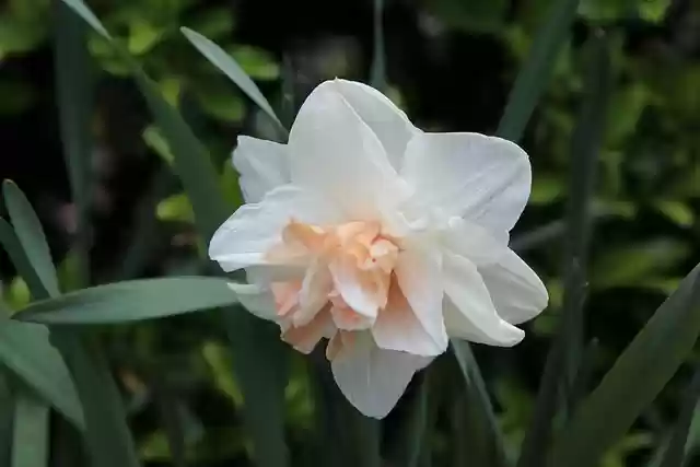 Free download narcissus daffodils daffodils free picture to be edited with GIMP free online image editor