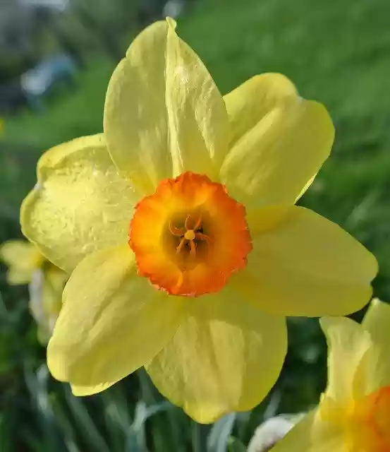 Free download Narcissus Easter Flower Yellow -  free photo or picture to be edited with GIMP online image editor