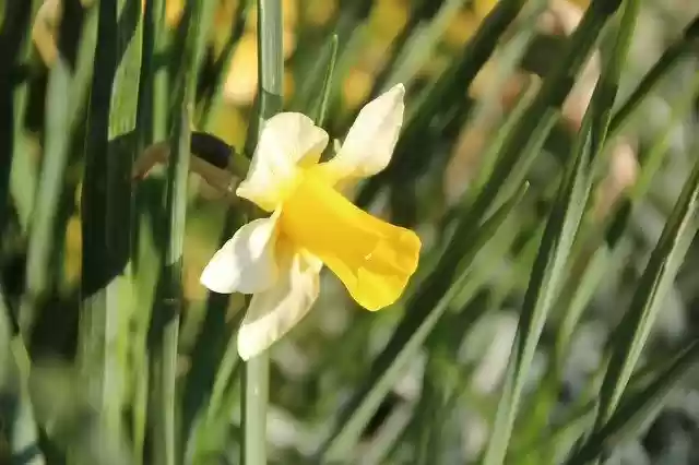 Free download Narcissus Flowering Spring -  free photo or picture to be edited with GIMP online image editor