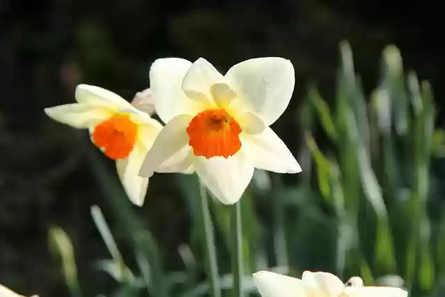 Free download narcissus flowering spring daffodil free picture to be edited with GIMP free online image editor