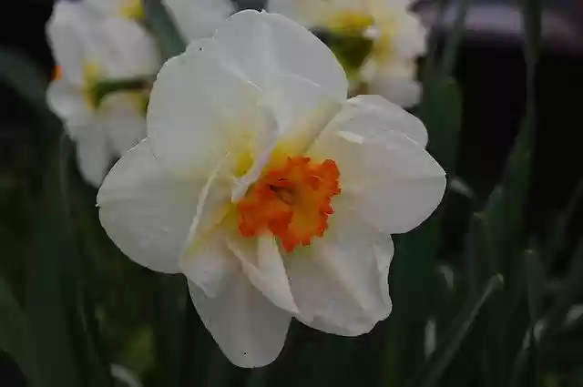 Free download Narcissus Flower Plants -  free photo or picture to be edited with GIMP online image editor