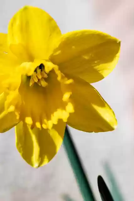 Free download narcissus flower ye bloom spring free picture to be edited with GIMP free online image editor