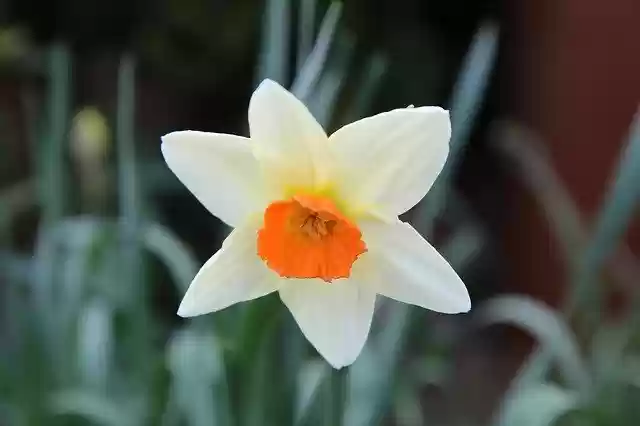 Free download Narcissus Spring Daffodil -  free photo or picture to be edited with GIMP online image editor
