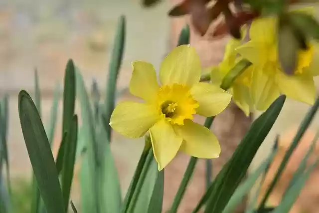 Free download Narcissus Yellow -  free photo or picture to be edited with GIMP online image editor