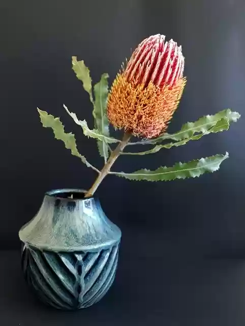 Free download Native Flower Banksia -  free photo or picture to be edited with GIMP online image editor