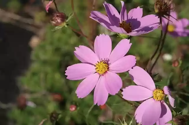 Free download Natural Flowers Cosmos -  free free photo or picture to be edited with GIMP online image editor