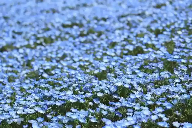Descarga gratuita Natural Flowers Spring - foto o imagen gratuita para editar con el editor de imágenes en línea GIMP