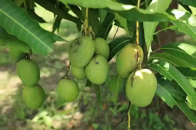 Free download Natural Tree Wildlife -  free photo or picture to be edited with GIMP online image editor