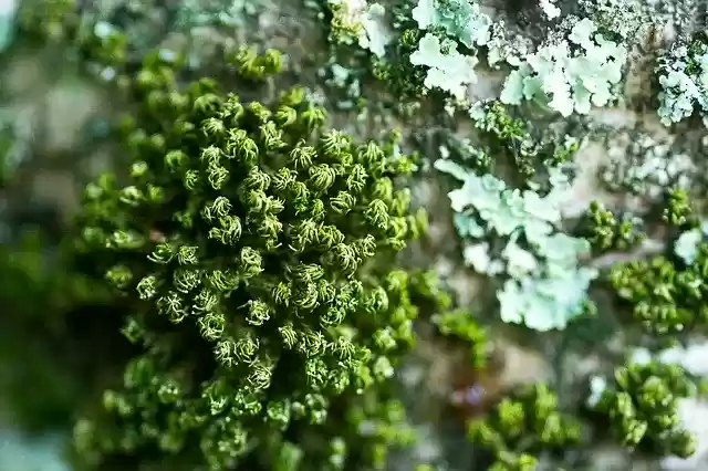 Free download Nature Algae -  free photo or picture to be edited with GIMP online image editor