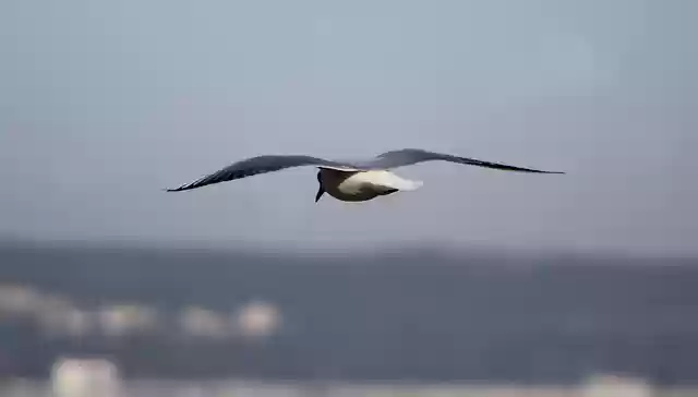 Free download nature animals birds freedom free picture to be edited with GIMP free online image editor