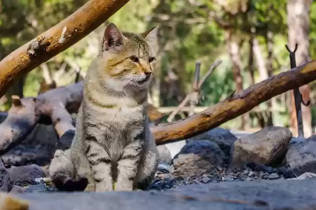 Free download nature animals mammals outdoors free picture to be edited with GIMP free online image editor