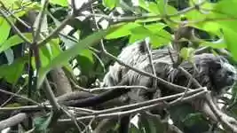 Free download Nature Animals Mammals Titi -  free video to be edited with OpenShot online video editor