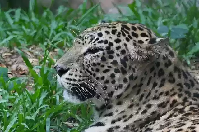 Free download Nature Animal Wildlife -  free photo or picture to be edited with GIMP online image editor