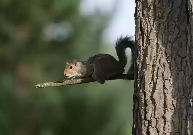 nature animal wildlife tree by - Natureanimalwildlifetree .webp